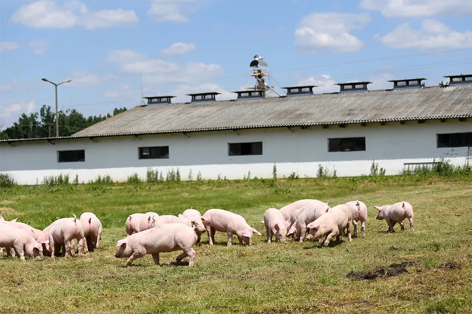 Fazenda moderna de porcos, não esses equipamentos de 6 porcos