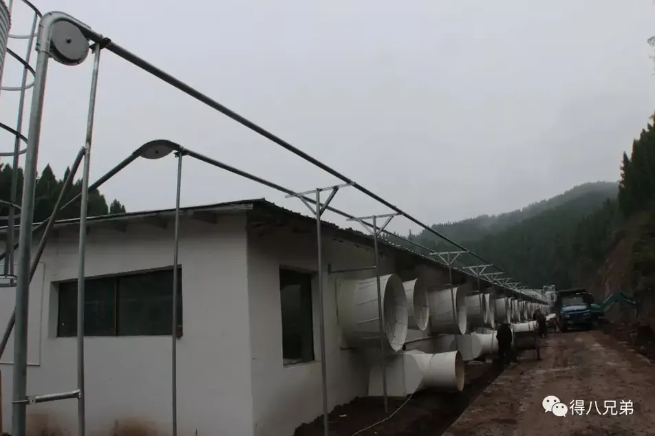 A fazenda de porcos fede. Nem os porcos aguentam. E se eles sempre ficarem doentes?