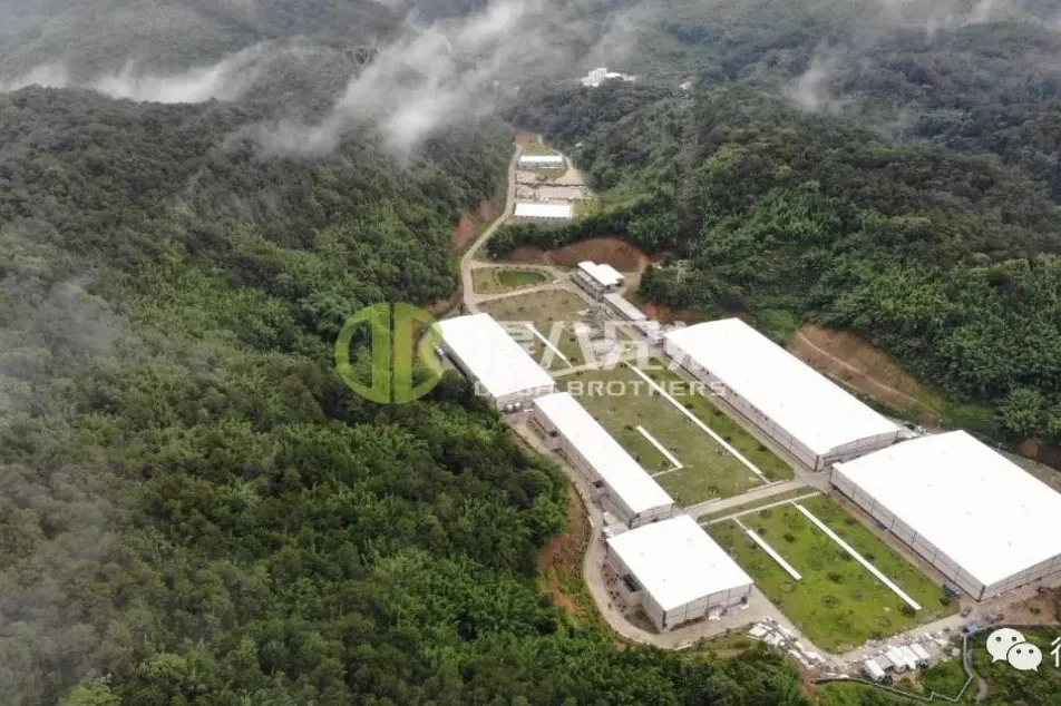 Uma entrevista exclusiva com o âPIG FARM POWER NETWORKâ - CEO da Deba Brothers