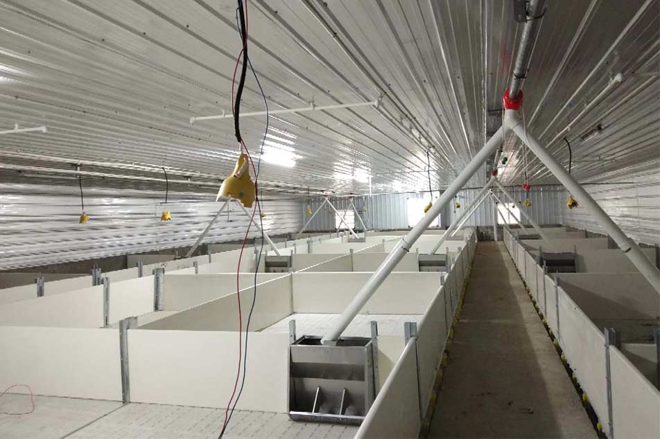 Projetos de painel de parede de PVC de porco de alta qualidade para caixas de parto - Debabrothers