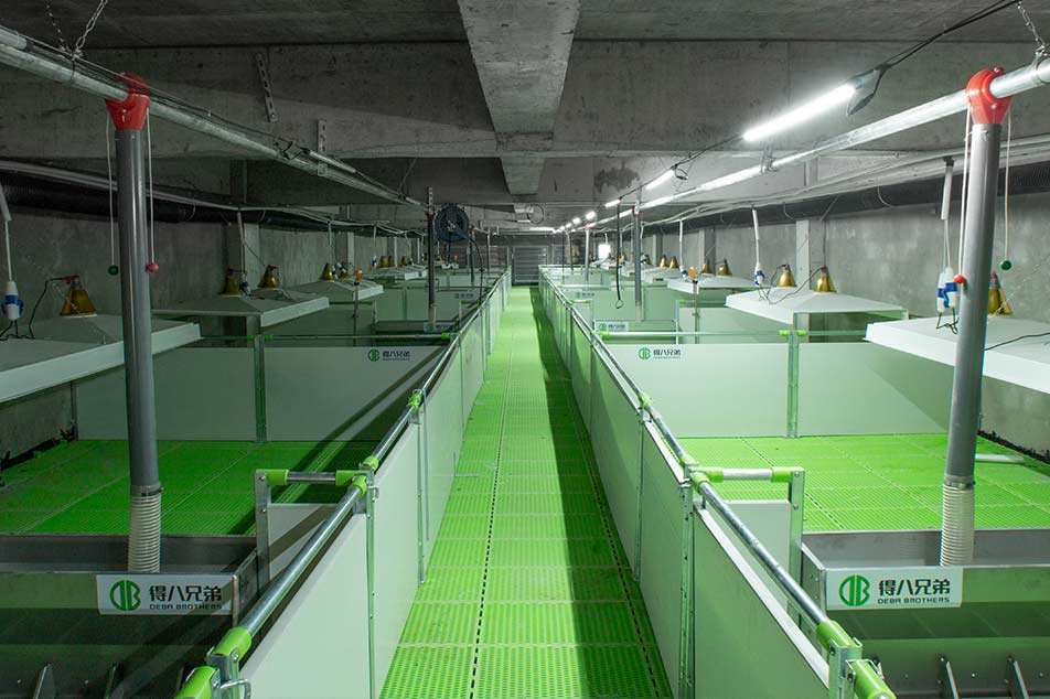Aumente o conforto e a eficiência dos suínos com piso de ripas de plástico para suínos