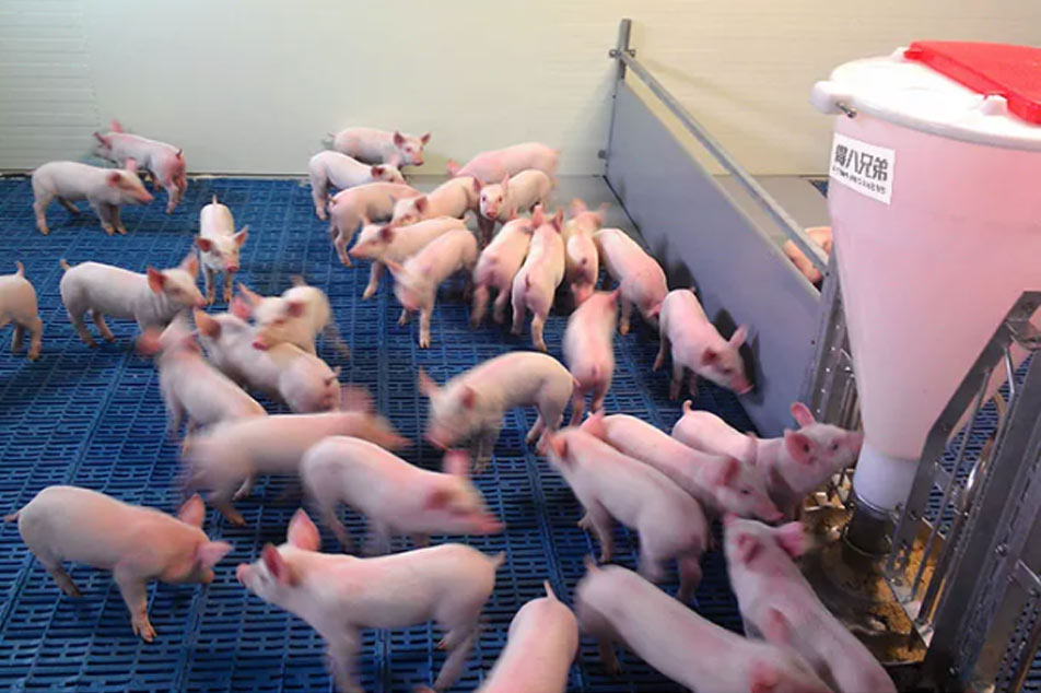Alimentador seco e úmido de plástico: uma solução inovadora para fornecimento eficiente de ração