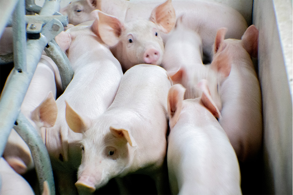 Caixa de parto Welsafe: elevando o bem-estar dos porcos no manejo do parto