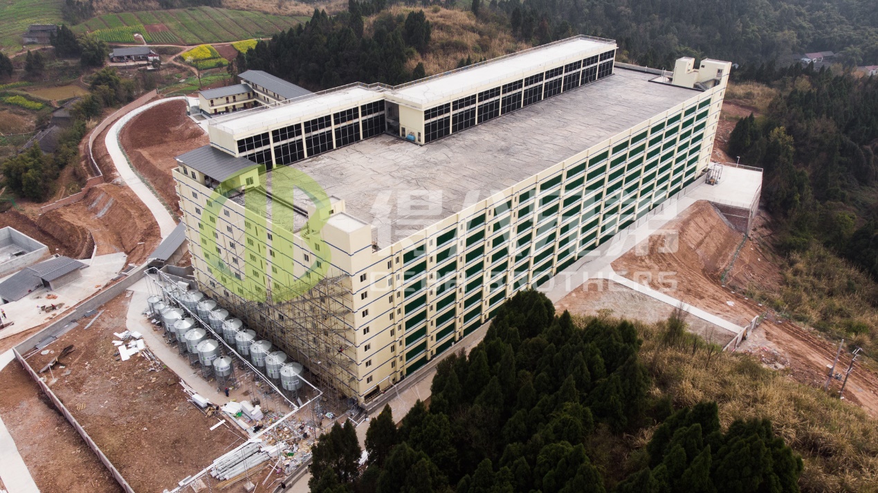 Como melhorar a qualidade ambiental no projeto moderno de suinocultura