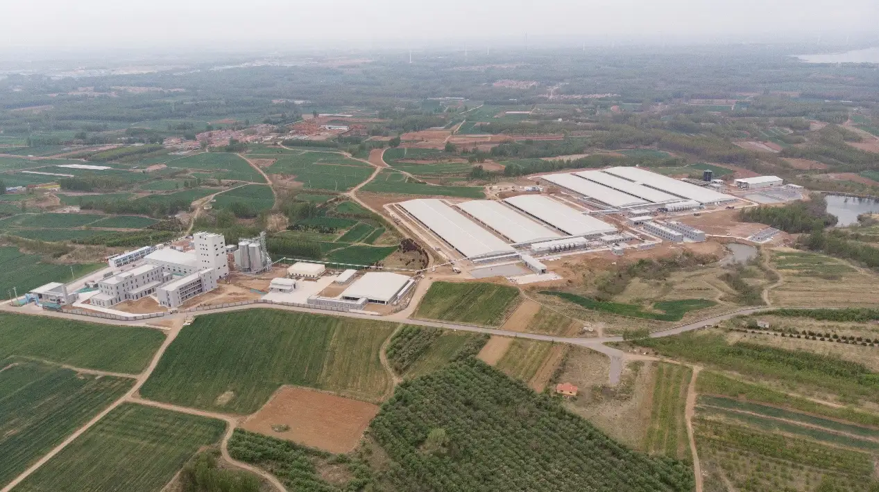 Produção anual do plano de 50.000 porcos! A base de criação de porcos pretos de cooperação governo-empresa foi oficialmente colocada em operação.