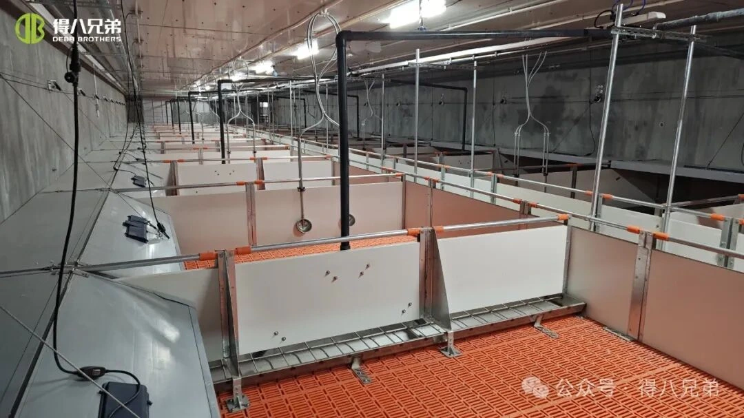 Prevenção e manejo do estresse térmico em granjas suínas durante clima quente