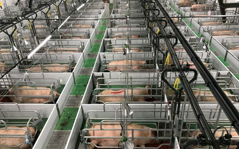 Nutrição precisa e gerenciamento científico: capacite a reprodução eficiente de porcas em gestação — Debabrother ajuda granjas de suínos a melhorar a qualidade e a eficiência