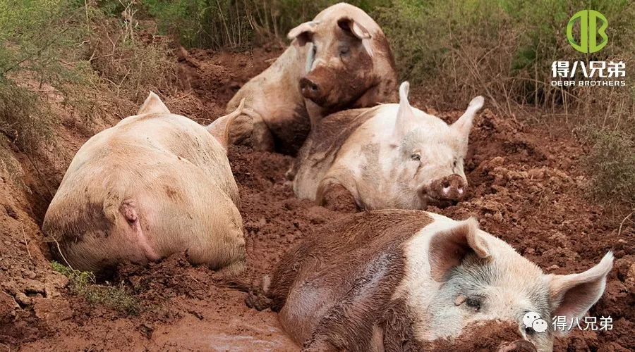 Efeitos do estresse térmico na saúde intestinal, no sistema imunológico e na qualidade da carne de suínos