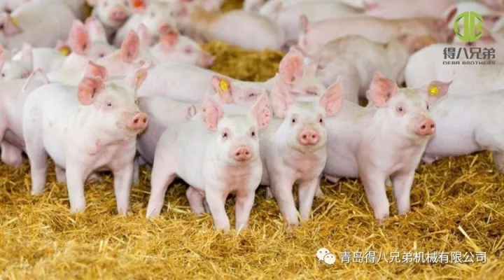 Melhorando o bem-estar dos animais da suinocultura – Edição chinesa