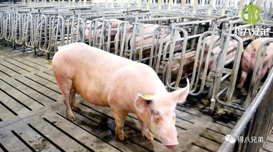 Efeitos da ração fermentada em porcas em gestação